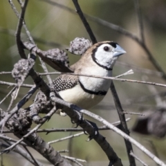 Stizoptera bichenovii at McKellar, ACT - 3 Apr 2019