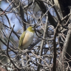 Zosterops lateralis (Silvereye) at Lake Ginninderra - 2 Apr 2019 by Alison Milton