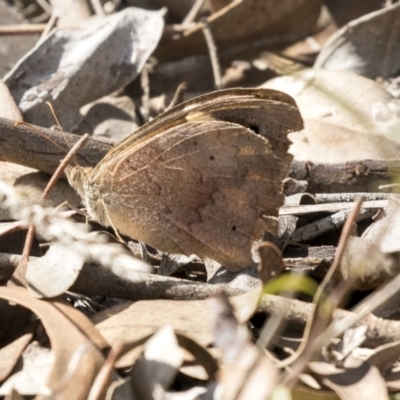 Heteronympha merope (Common Brown Butterfly) at McKellar, ACT - 3 Apr 2019 by AlisonMilton