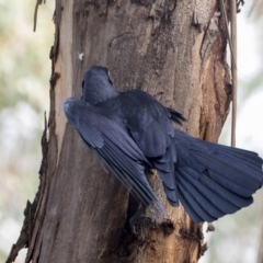 Corvus coronoides (Australian Raven) at Belconnen, ACT - 3 Apr 2019 by AlisonMilton