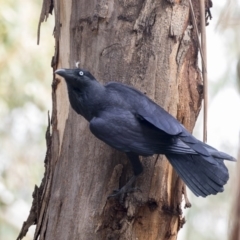 Corvus coronoides at Belconnen, ACT - 3 Apr 2019