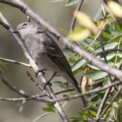 Pachycephala pectoralis (Golden Whistler) at Belconnen, ACT - 3 Apr 2019 by Alison Milton