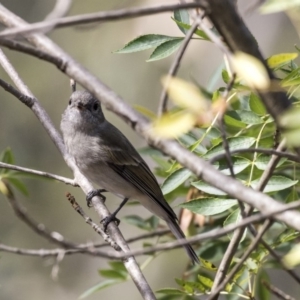 Pachycephala pectoralis at Belconnen, ACT - 3 Apr 2019 11:22 AM