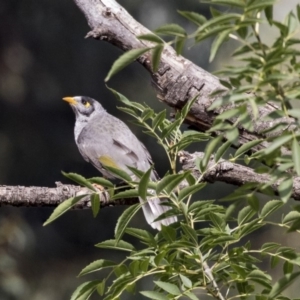 Manorina melanocephala at Belconnen, ACT - 3 Apr 2019 11:25 AM