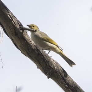 Ptilotula penicillata at Belconnen, ACT - 3 Apr 2019