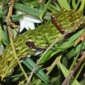 Papilio aegeus at Acton, ACT - 4 Apr 2019