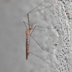 Tipulidae or Limoniidae (family) at Hackett, ACT - 3 Apr 2019