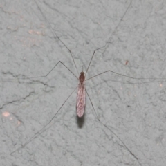 Tipulidae or Limoniidae (family) at Hackett, ACT - 3 Apr 2019