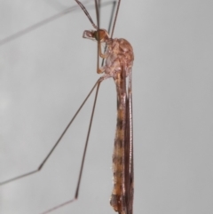 Tipulidae or Limoniidae (family) at Hackett, ACT - 3 Apr 2019