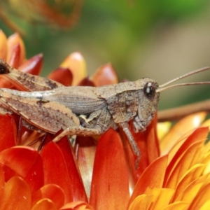 Phaulacridium vittatum at Acton, ACT - 3 Apr 2019 01:36 PM