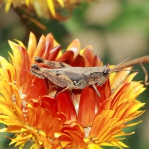 Phaulacridium vittatum at Acton, ACT - 3 Apr 2019