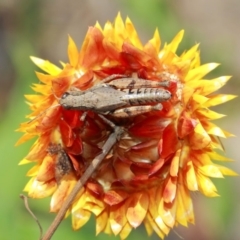 Phaulacridium vittatum at Acton, ACT - 3 Apr 2019 01:36 PM