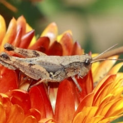 Phaulacridium vittatum at Acton, ACT - 3 Apr 2019 01:36 PM