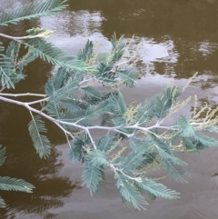 Acacia dealbata (Silver Wattle) at Clear Range, NSW - 4 Apr 2019 by JaneR