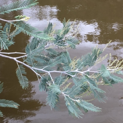 Acacia dealbata (Silver Wattle) at Clear Range, NSW - 4 Apr 2019 by JaneR