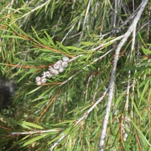 Callistemon sieberi at Clear Range, NSW - 4 Apr 2019 11:27 AM