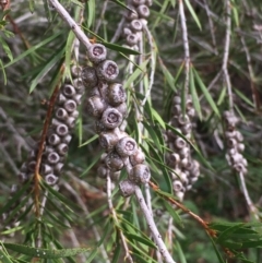 Callistemon sieberi at Clear Range, NSW - 4 Apr 2019