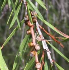 Callistemon sieberi at Clear Range, NSW - 4 Apr 2019