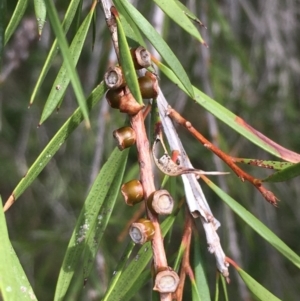 Callistemon sieberi at Clear Range, NSW - 4 Apr 2019