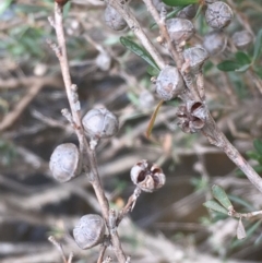 Leptospermum obovatum at Clear Range, NSW - 4 Apr 2019 11:31 AM