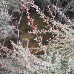 Leptospermum obovatum at Clear Range, NSW - 4 Apr 2019