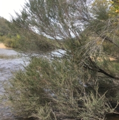 Leptospermum obovatum at Clear Range, NSW - 4 Apr 2019