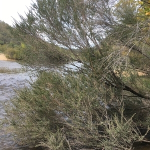 Leptospermum obovatum at Clear Range, NSW - 4 Apr 2019 11:31 AM