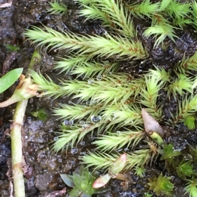 Unidentified Lichen, Moss or other Bryophyte at Clear Range, NSW - 4 Apr 2019 by JaneR