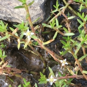 Crassula helmsii at Clear Range, NSW - 4 Apr 2019