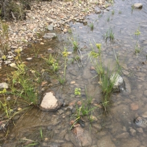 Cyperus eragrostis at Clear Range, NSW - 4 Apr 2019 01:08 PM