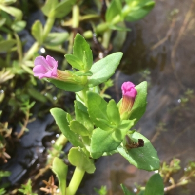 Gratiola peruviana (Australian Brooklime) at Clear Range, NSW - 4 Apr 2019 by JaneR