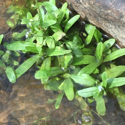 Myosotis laxa subsp. caespitosa (Water Forget-me-not) at Clear Range, NSW - 4 Apr 2019 by JaneR