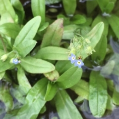 Myosotis laxa subsp. caespitosa at Clear Range, NSW - 4 Apr 2019