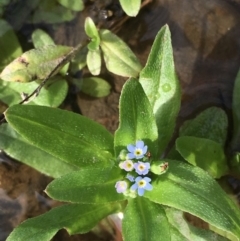 Myosotis laxa subsp. caespitosa at Clear Range, NSW - 4 Apr 2019