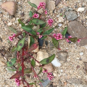 Persicaria decipiens at Clear Range, NSW - 4 Apr 2019 01:26 PM