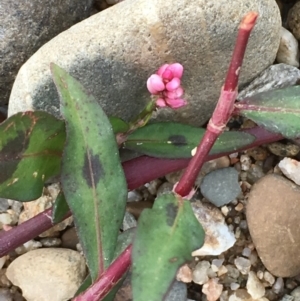 Persicaria decipiens at Clear Range, NSW - 4 Apr 2019 01:26 PM