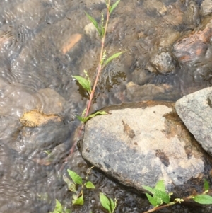 Persicaria hydropiper at Clear Range, NSW - 4 Apr 2019