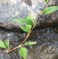 Persicaria hydropiper at Clear Range, NSW - 4 Apr 2019 01:07 PM