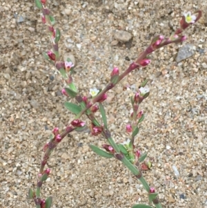 Polygonum aviculare at Clear Range, NSW - 4 Apr 2019