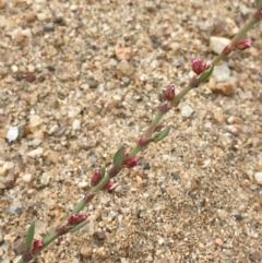 Polygonum aviculare at Clear Range, NSW - 4 Apr 2019