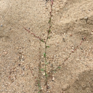 Polygonum aviculare at Clear Range, NSW - 4 Apr 2019