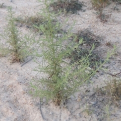 Dittrichia graveolens (Stinkwort) at Rob Roy Range - 27 Feb 2019 by MichaelBedingfield