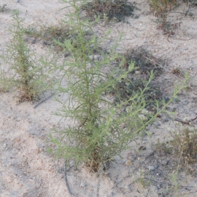 Dittrichia graveolens (Stinkwort) at Tuggeranong DC, ACT - 27 Feb 2019 by michaelb