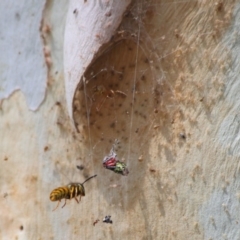 Vespula germanica (European Wasp, German Yellowjacket Wasp) at Acton, ACT - 3 Apr 2019 by TimL