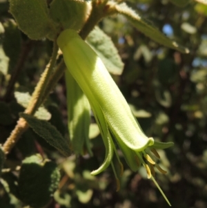 Correa reflexa var. reflexa at Conder, ACT - 7 Feb 2016