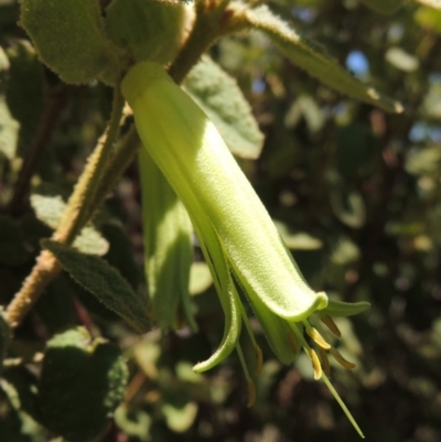 Correa reflexa var. reflexa (Common Correa, Native Fuchsia) at Conder, ACT - 7 Feb 2016 by MichaelBedingfield