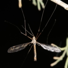 Ptilogyna sp. (genus) (A crane fly) at Hackett, ACT - 4 Apr 2019 by jbromilow50