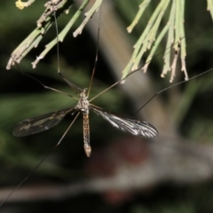 Ptilogyna sp. (genus) (A crane fly) at Ainslie, ACT - 4 Apr 2019 by jbromilow50