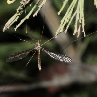 Ptilogyna sp. (genus) (A crane fly) at Mount Ainslie - 4 Apr 2019 by jb2602
