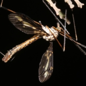 Ptilogyna sp. (genus) at Ainslie, ACT - 4 Apr 2019 09:11 PM